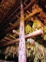 Tobacco Farm15.jpg